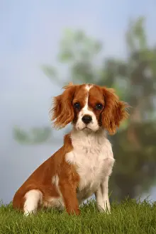 Framed Print : Cavalier King Charles Spaniel, Blenheim, 5 months