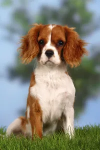 Cavalier King Charles Spaniel, Blenheim, 5 months