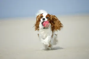 Cavalier King Charles Spaniel, blenheim, ball