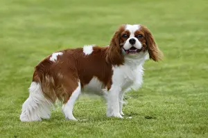 Cavalier King Charles Spaniel, Blenheim, Page