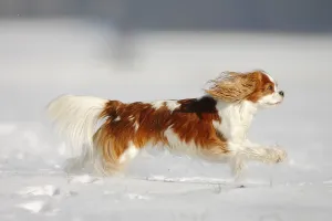 Cavalier King Charles Spaniel, Blenheim, Page
