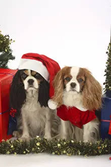 Cavalier King Charles Spaniel, Blenheim and tricolour