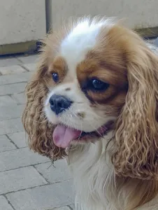 Category Wildlife DE Prints: Cavalier King Charles Spaniel on a city street