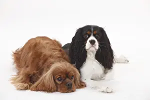 Cavalier King Charles Spaniel, male