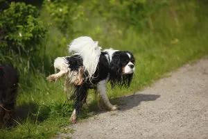 Cavalier King Charles Spaniel, male
