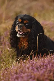 Cavalier King Charles Spaniel, male