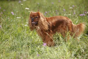 Cavalier King Charles Spaniel, male, ruby red
