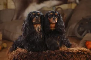 Cavalier King Charles Spaniel, pair, black-brown
