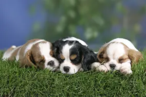 Cavalier King Charles Spaniel puppies