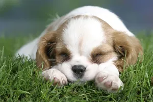 Cavalier King Charles Spaniel puppy