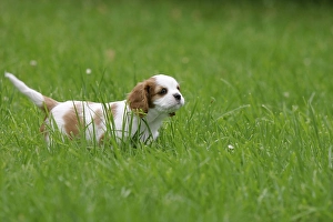 Cavalier King Charles Spaniel puppy
