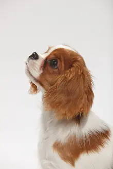 Cavalier King Charles Spaniel, puppy