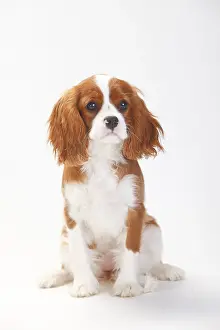 Cavalier King Charles Spaniel, puppy