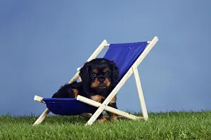 Cavalier King Charles Spaniel, puppy