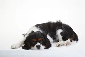 Cavalier King Charles Spaniel, puppy