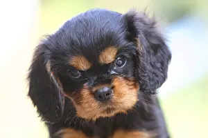 Cavalier King Charles Spaniel, puppy