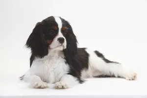 Cavalier King Charles Spaniel, puppy