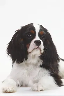 Cavalier King Charles Spaniel, puppy