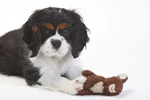 Cavalier King Charles Spaniel, puppy