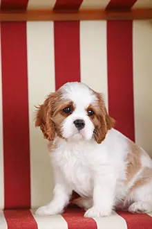 Cavalier King Charles Spaniel, puppy