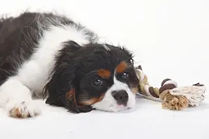 Cavalier King Charles Spaniel, puppy