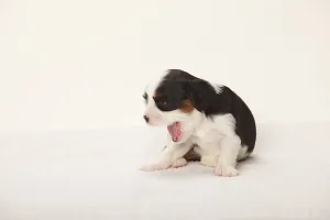 Cavalier King Charles Spaniel, puppy
