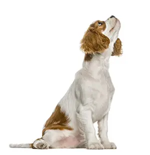 Cavalier King Charles Spaniel puppy looking up