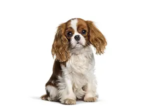 Framed Print : Cavalier king charles spaniel puppy seriously sitting on white studio background Framed Print : Cavalier king charles spaniel puppy seriously sitting on white studio background