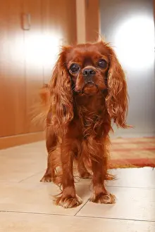 Cavalier King Charles Spaniel, ruby