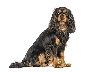 Cavalier king charles spaniel sitting and panting with tongue out