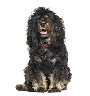 Cavalier King Charles Spaniel sitting in front of white background