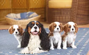 Cavalier King Charles Spaniel, tricolour