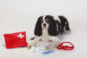 Cavalier King Charles Spaniel, tricolour