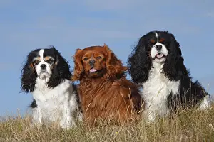 Cavalier King Charles Spaniel, tricolour and ruby red