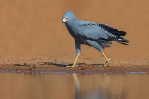 Cave harrier, Polyboroides typus)