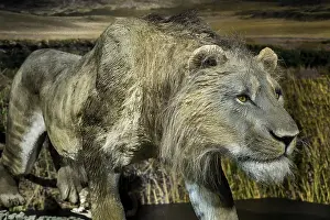 The cave lion (Panthers spelaea)