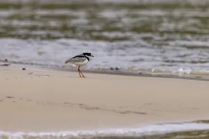Category Historic EN Prints: Cayenne lapwing (Hoploxypterus cayanus)