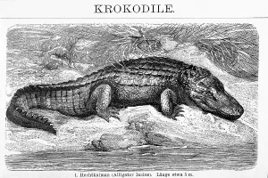 Cayman (Alligator lucius), historical book illustration from the 19th Century