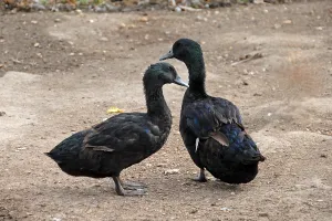 Cayuga Duck, Cayuga Duck, Cayuga Ducks