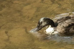 Cayuga duck swimming in murky water with its head partially submerged