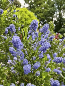 Ceanothus thyrsiflorus, Ceanothus impressus Victoria