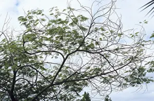 Cebil, Villca, Yopo (Anadenanthera colubrina)<br> Ceb?l