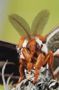 Cecropia Moth (Hyalophora cecropia)