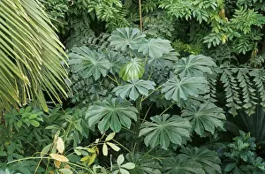 Cecropia species, ant tree (Cecropia sp)