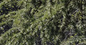 Cedar (cedrus) of Lebanon, Normandy in France