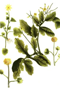 Celandine, Chelidonium mayus, minus