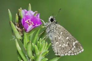 Celia's Roadside-Skipper (Amblyscirtes celia)