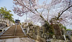 Cemetery and cherry blossom at sunset