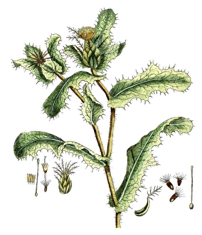 Centaurea benedicta, Benediktenkraut