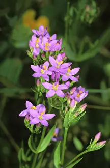 Centaurium minus (Centaurium minus)